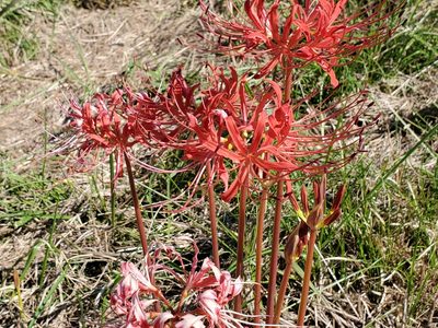 Lycoris radiata, photographed by Samuel A Schmid, PhD, PWS