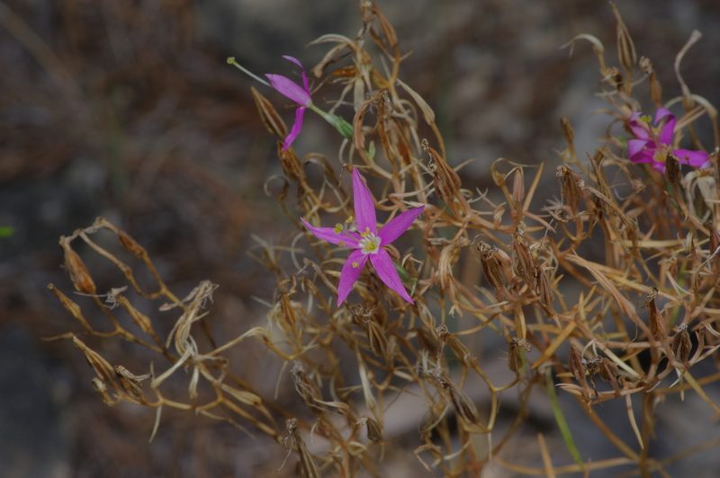 Zeltnera beyrichii, photographed by Michelle W. （鍾偉瑋）