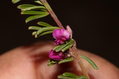 Indigofera pappei, photographed by Brian du Preez