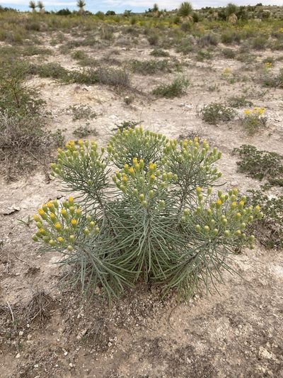 Senecio warnockii, photographed by Cecelia Alexander