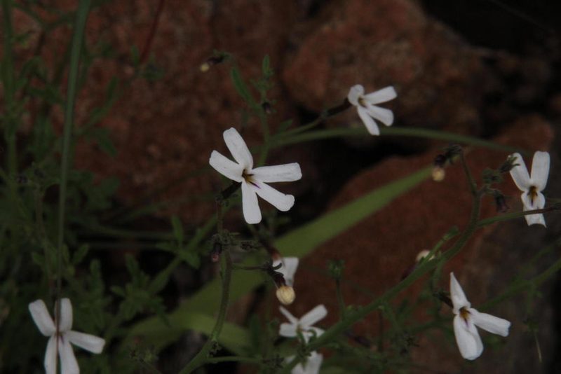 Jamesbrittenia filicaulis, photographed by Tony Rebelo