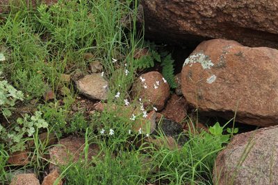 Jamesbrittenia filicaulis, photographed by Tony Rebelo