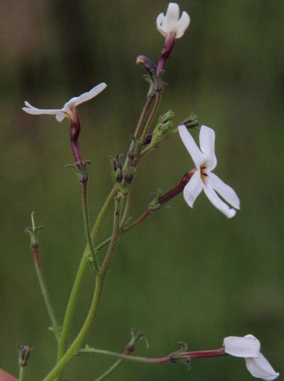 Jamesbrittenia filicaulis, photographed by Tony Rebelo