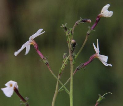 Jamesbrittenia filicaulis, photographed by Tony Rebelo