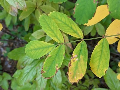 Sorbus sitchensis, photographed by David Anderson