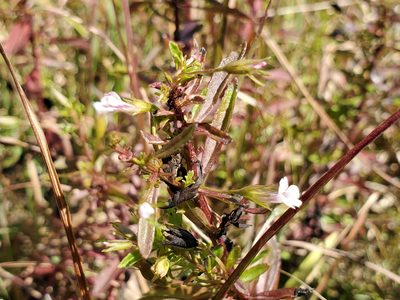 Mecardonia acuminata, photographed by Samuel A Schmid, PhD, PWS