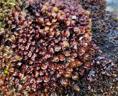 Scapania undulata, photographed by Andrew Melton
