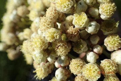 Helichrysum pallidum, photographed by Peter Warren
