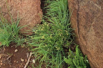 Helichrysum dregeanum, photographed by Tony Rebelo