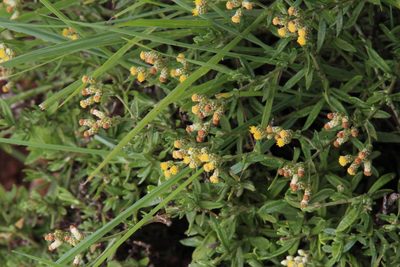 Helichrysum dregeanum, photographed by Tony Rebelo