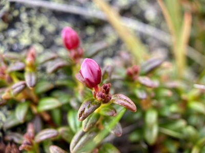 Kalmia procumbens, photographed by Andrew Melton