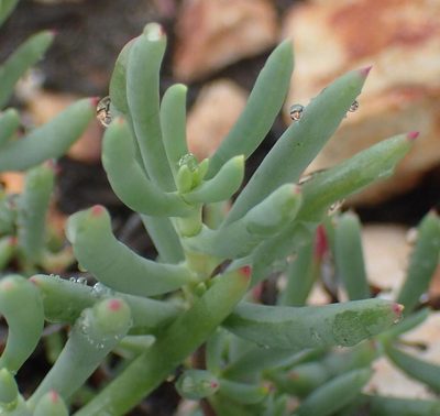 Lampranthus haworthii, photographed by Nicola van Berkel