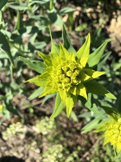 Euphorbia salicifolia, photographed by Conrad Altmann