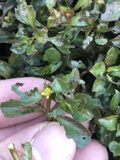 Ludwigia repens, photographed by Sam Kieschnick