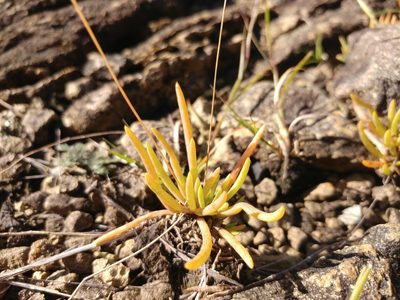 Phemeranthus teretifolius, photographed by the swamp ass