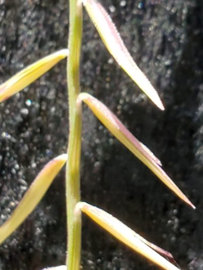 Bouteloua uniflora, photographed by Jo Roberts