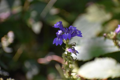Lobelia siphilitica