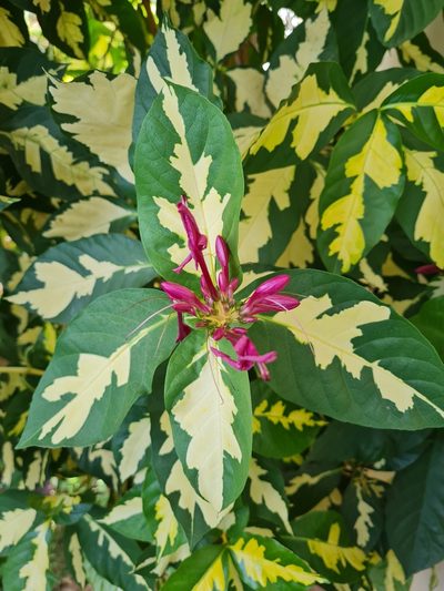 Graptophyllum pictum, photographed by Anthony Batista