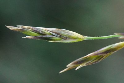 Cleistogenes serotina, photographed by Patrick Hacker