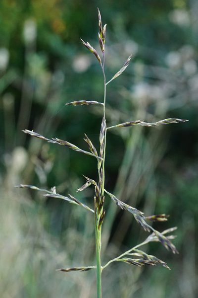 Cleistogenes serotina, photographed by Patrick Hacker