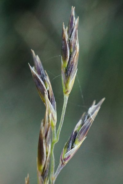 Cleistogenes serotina, photographed by Patrick Hacker
