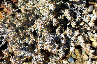 Helichrysum zwartbergense, photographed by Di Turner