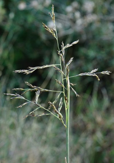 Cleistogenes serotina, photographed by Patrick Hacker