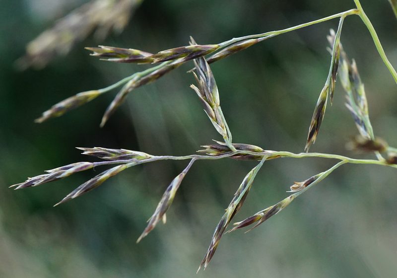 Cleistogenes serotina, photographed by Patrick Hacker