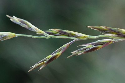 Cleistogenes serotina, photographed by Patrick Hacker