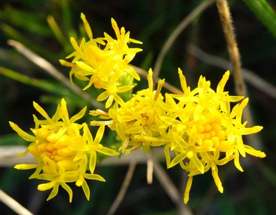 Galatella linosyris, photographed by Patrick Hacker
