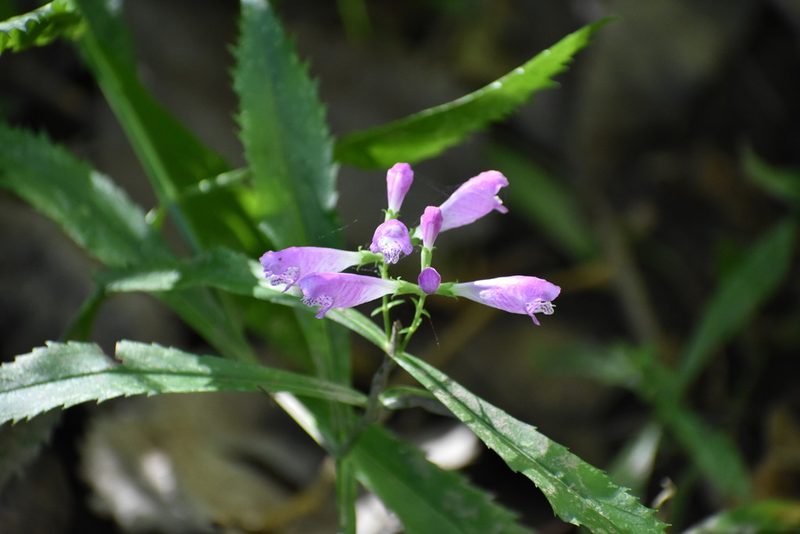 Physostegia virginiana, photographed by vrschmalhofer