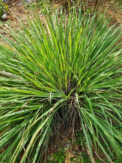 Cymbopogon citratus, photographed by Anthony Batista