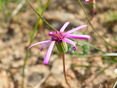 Senecio hastifolius, photographed by Klaus Wehrlin