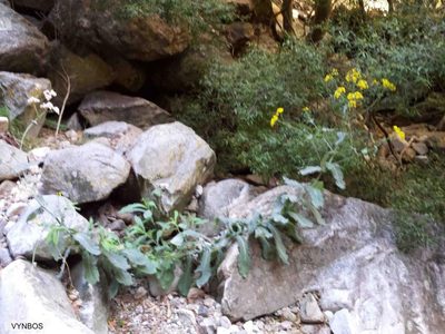 Senecio vestitus, photographed by Chris Vynbos