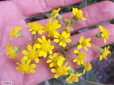 Senecio vestitus, photographed by Chris Vynbos