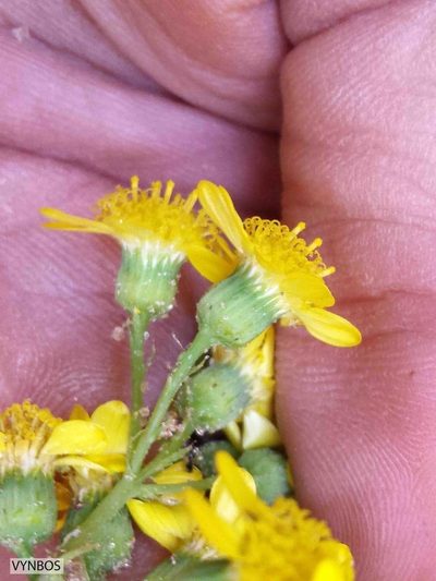 Senecio vestitus, photographed by Chris Vynbos