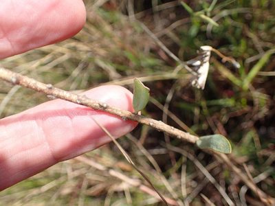 Lasiosiphon anthylloides, photographed by Peter Warren