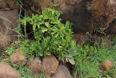 Cyphostemma quinatum, photographed by Tony Rebelo