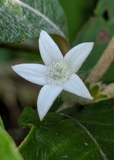 Sabicea cinerea, photographed by Denis Bastianelli