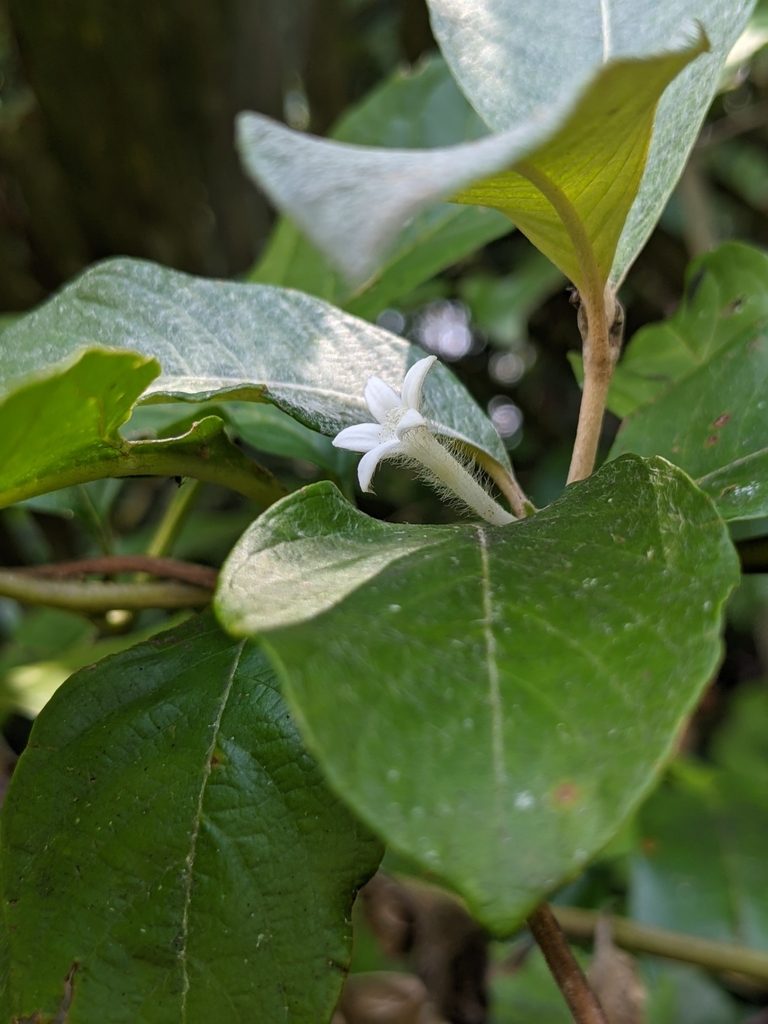 Sabicea cinerea, photographed by Denis Bastianelli