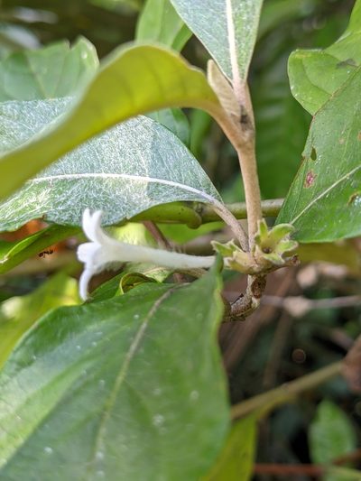Sabicea cinerea, photographed by Denis Bastianelli