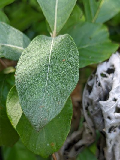 Sabicea cinerea, photographed by Denis Bastianelli
