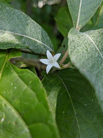 Sabicea cinerea, photographed by Denis Bastianelli