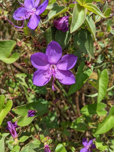 Rhynchanthera grandiflora, photographed by Denis Bastianelli
