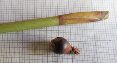 Ceratocaryum persistens, photographed by linkie