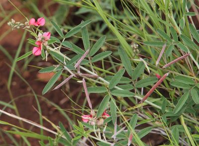 Indigofera disticha, photographed by Tony Rebelo