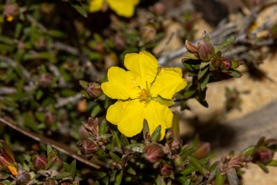 Hibbertia devitata, photographed by T. Hammer