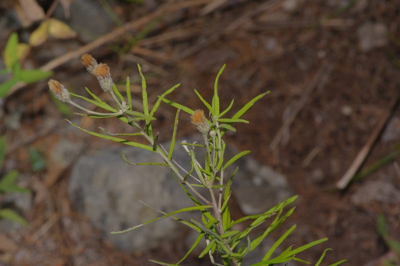Vernonia lindheimeri, photographed by Michelle W. （鍾偉瑋）
