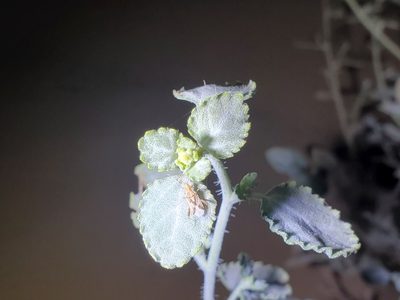 Dicoria canescens, photographed by Bob Miller