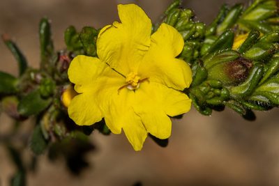 Hibbertia sericea, photographed by T. Hammer